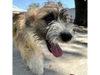 Adopt Roly-Poly a Terrier