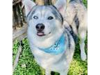 Adopt Titus a Alaskan Malamute