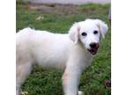 Adopt Bear a Great Pyrenees, Mixed Breed