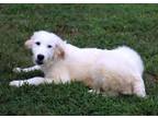 Adopt Tahoe a Great Pyrenees, Mixed Breed