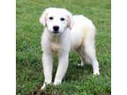 Adopt Marshmallow a Great Pyrenees, Mixed Breed