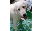 Adopt Fjord a Great Pyrenees, Mixed Breed