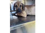 Adopt Wilbert a Mastiff, Mixed Breed