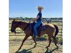 Adopt Freckles a Quarterhorse, Grade