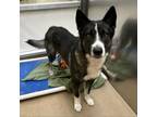 Adopt Fang a Husky, Shepherd