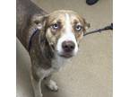 Adopt Richie a Husky