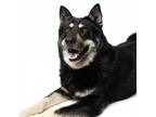 Adopt Wolfee a Shepherd