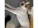Adopt Waylon D45364 a Pit Bull Terrier