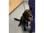 Adopt Max a Labrador Retriever, Mixed Breed