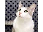 Adopt Arthur a Domestic Short Hair