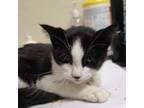 Adopt Thistle a Domestic Medium Hair