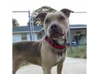 Adopt Munin a Terrier
