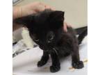 Adopt Bonsai a Domestic Short Hair