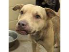 Adopt Munin a Terrier