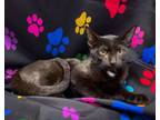 Adopt Mojo-Jojo a Bombay, Domestic Short Hair