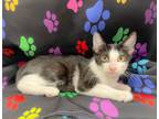Adopt Professor Utonium a Tabby