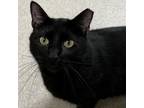 Adopt Haystack a Domestic Short Hair