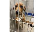 Adopt 2408-1038 Sport a Labrador Retriever