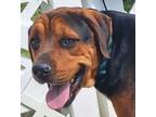 Adopt 2407-0225 Dallas a Rottweiler