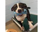Adopt Nitro a Pit Bull Terrier