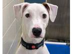Adopt Pongo a Pit Bull Terrier, Mixed Breed