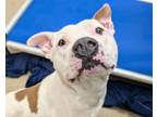 Adopt Axel a Pit Bull Terrier, Mixed Breed