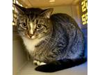 Adopt Strype a Domestic Short Hair