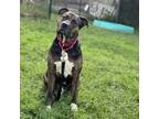 Adopt Ridgeline a Mixed Breed
