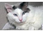Adopt Toby a Domestic Long Hair