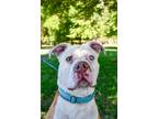 Adopt Cannonball a Pit Bull Terrier, Mixed Breed