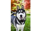 Adopt Nickolas a Siberian Husky, Mixed Breed