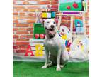 Adopt Bojangles a Terrier, Mixed Breed
