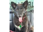 Adopt Thor a German Shepherd Dog