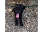 Adopt Scottie a Scottish Terrier