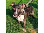 Adopt Moe a Mountain Cur