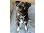 Adopt Bubbles a Pug