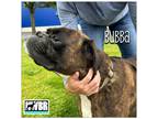 Adopt Bubba 2024-1 a Boxer