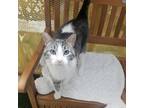 Adopt Snow Bear a Domestic Short Hair