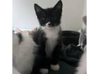 Adopt Hector a Domestic Short Hair