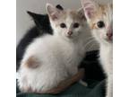 Adopt Hamster a Domestic Short Hair
