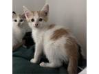 Adopt Hummus a Domestic Short Hair
