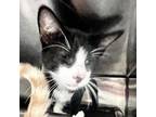 Adopt Sylvester a Domestic Short Hair