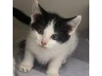 Adopt Houston a Domestic Short Hair