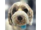 Adopt Hobo a Cocker Spaniel, Mixed Breed