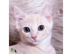 Adopt Detective Mike a Domestic Short Hair