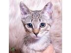 Adopt Detective Marcus a Domestic Short Hair