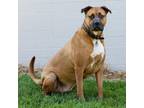 Adopt Zeus a Bullmastiff