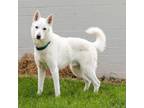 Adopt Midas a German Shepherd Dog, Husky