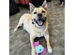 Adopt Loki a Akita