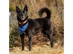 Adopt Marlowe a Husky